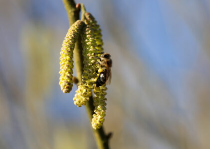 Honingbijen in de natuur