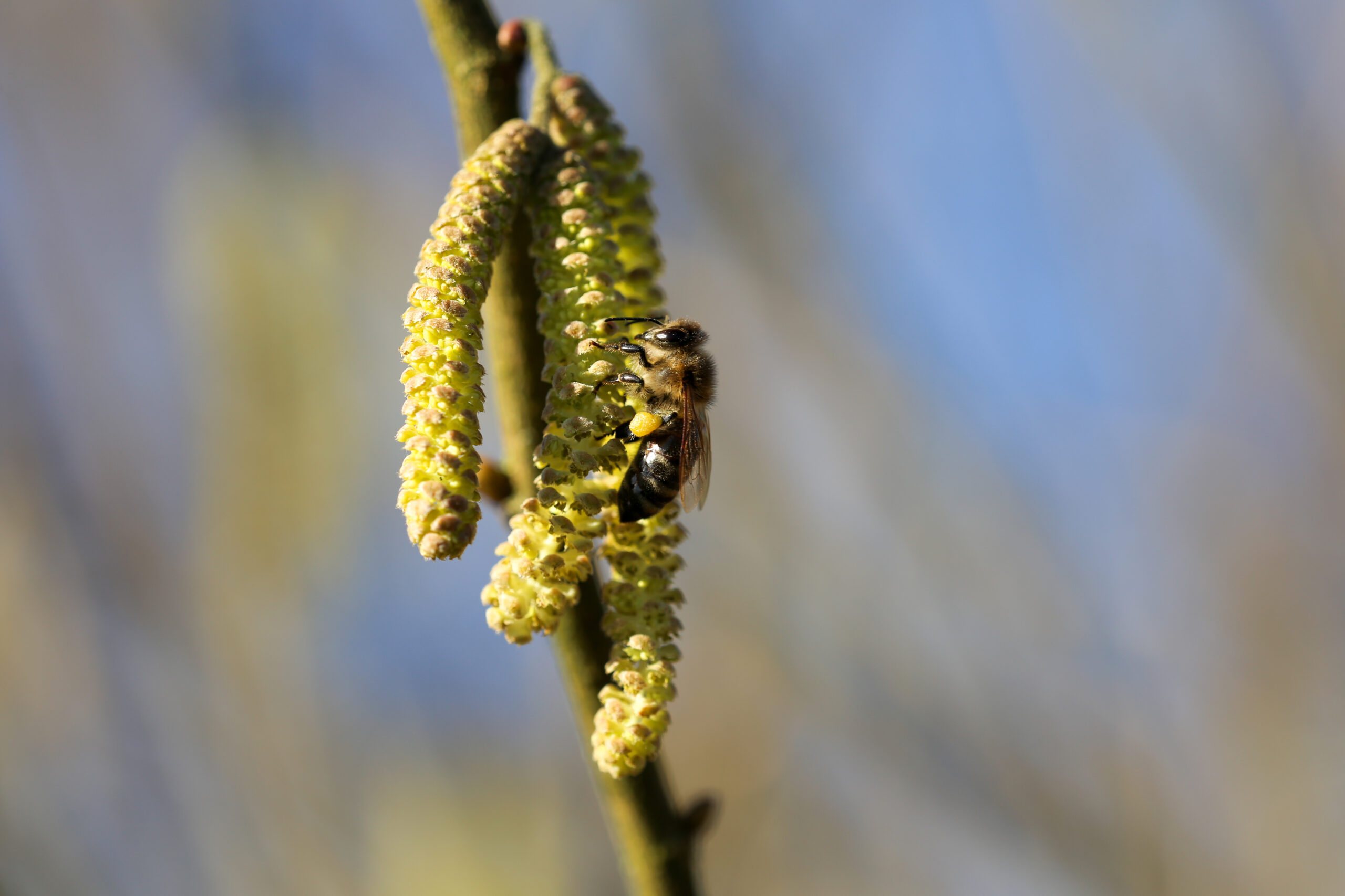 Honingbijen in de natuur