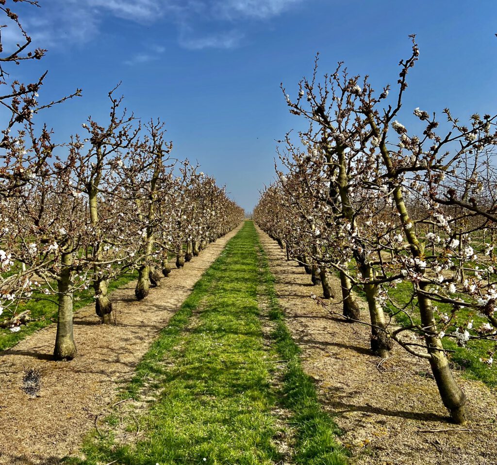 bijen-in-april