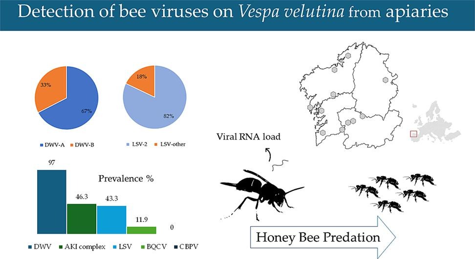 virus-honingbijen-aziatische-hoornaar