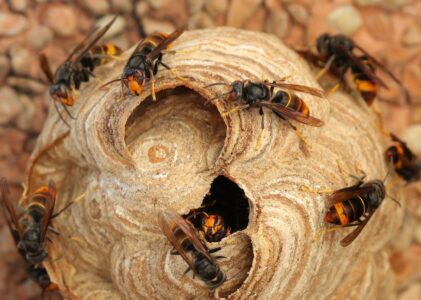 Virussen van honingbijen bij de Aziatische hoornaar