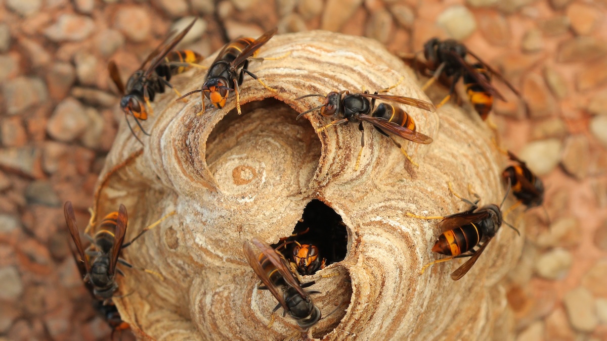 Virussen van honingbijen bij de Aziatische hoornaar