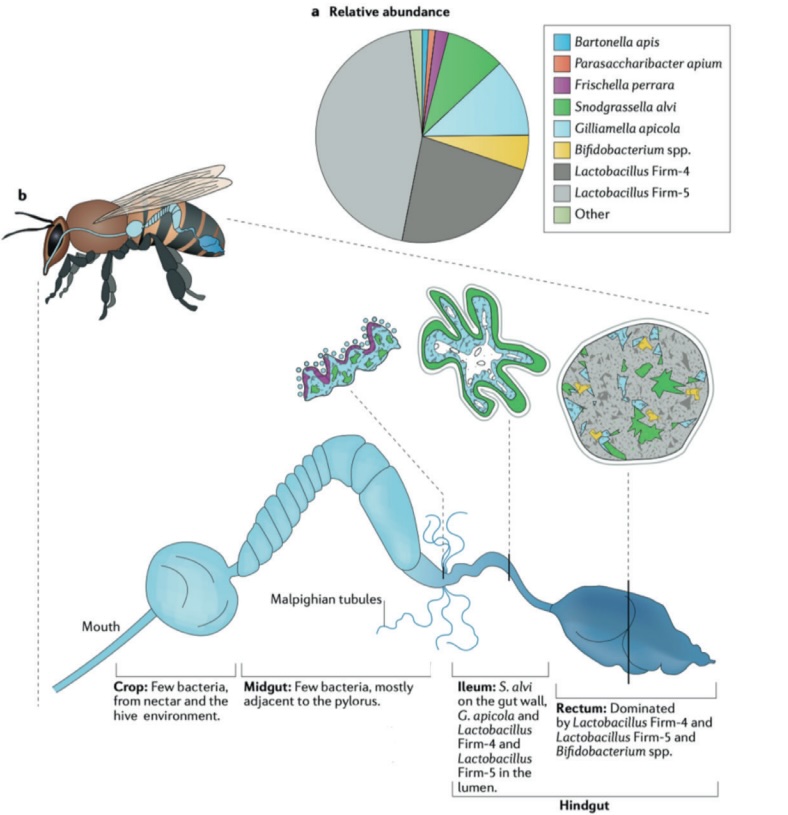 darmflora-honingbijen